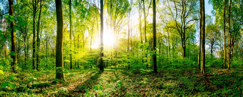 フィトンチッド森林浴イメージ