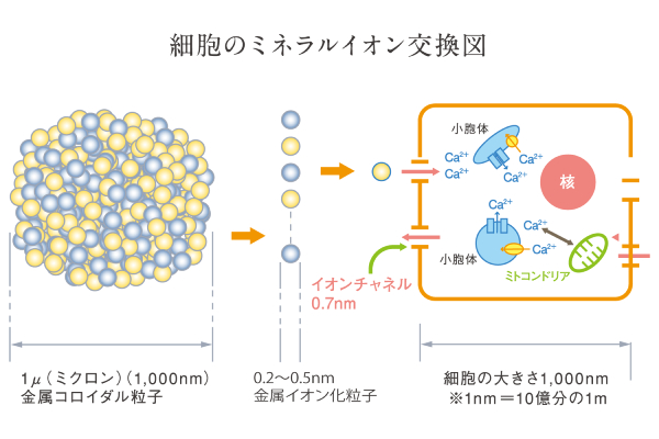 細胞のミネラルイオン交換図